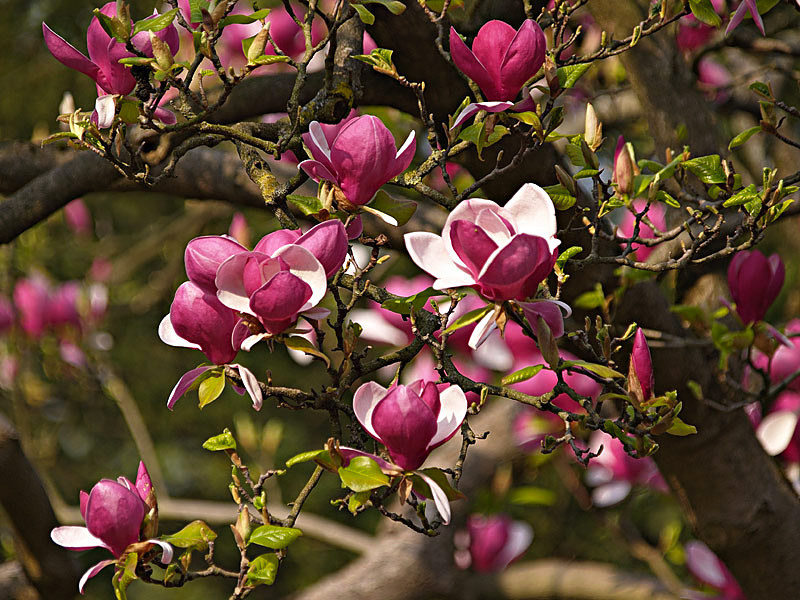 Japanische Magnolien...