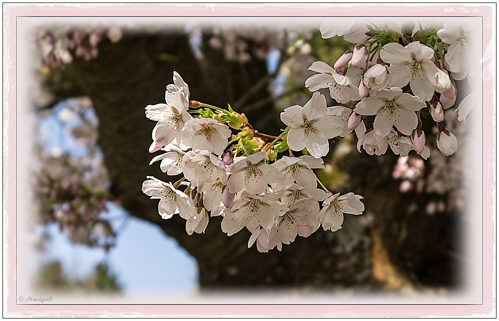 ~ Japanische Maienkirsche ~