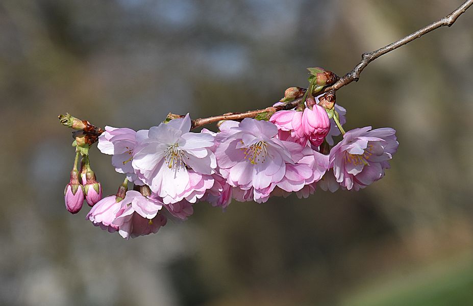 Japanische Nelkenkirsche.....