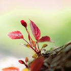 Japanische - Nelkenkirsche zu Ostern / Soft and Dreamy