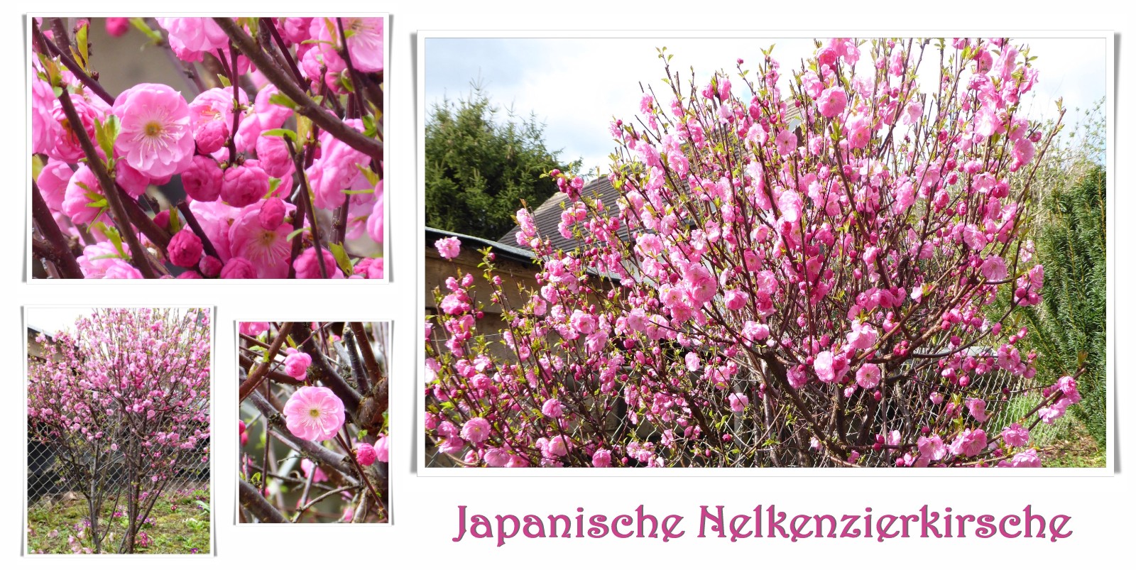 Japanische Nelkenzierkirsche 