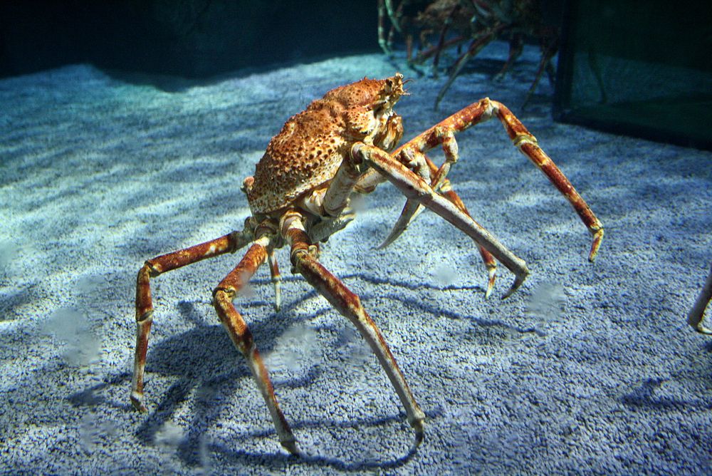 Japanische riesen Krabbe Foto & Bild | mein erster versuch Bilder auf