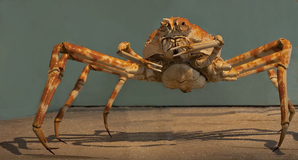 Japanische Riesenkrabbe Foto & Bild | deutschland, europe, nordrhein
