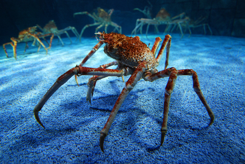 Japanische Seespinne(n)