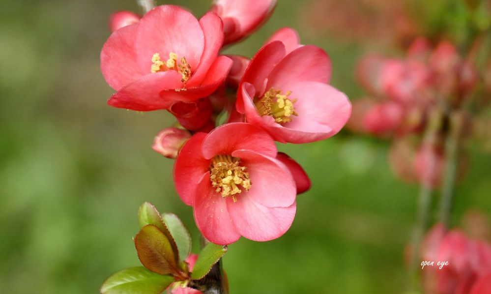 Japanische Sierkwee Blumen -  3D Intertlaced Bild an einem Polfilter Monitor oder 3D TV anschauen.