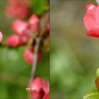 Japanische Sierkwee Blumen - 3D Kreuzblick