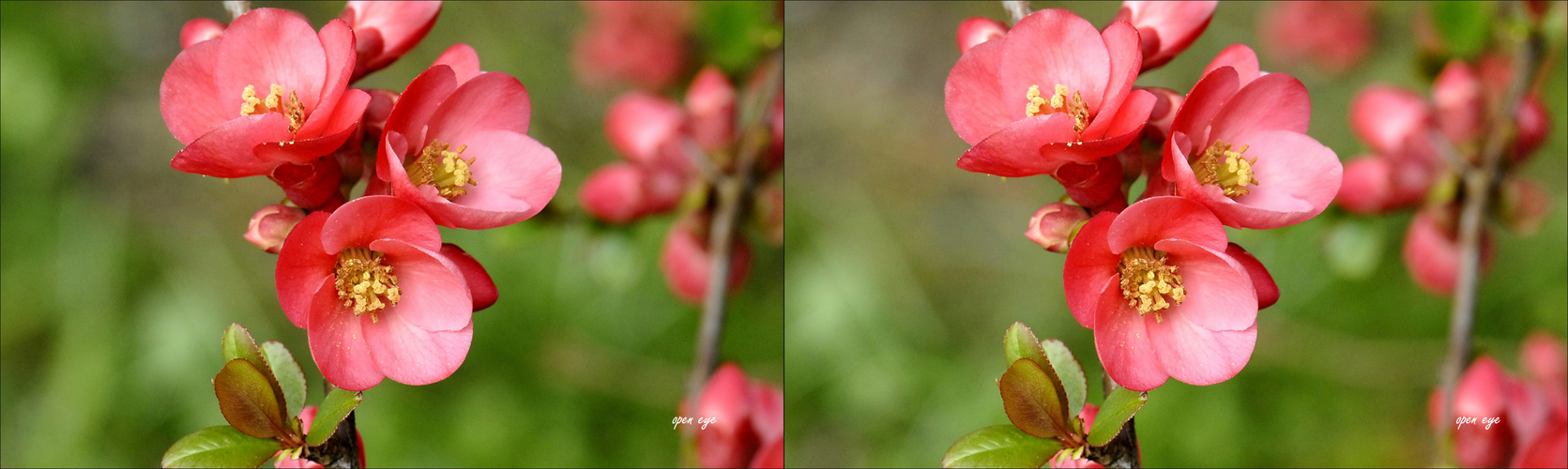 Japanische Sierkwee Blumen - 3D Kreuzblick