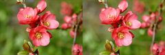 Japanische Sierkwee Blumen - X View