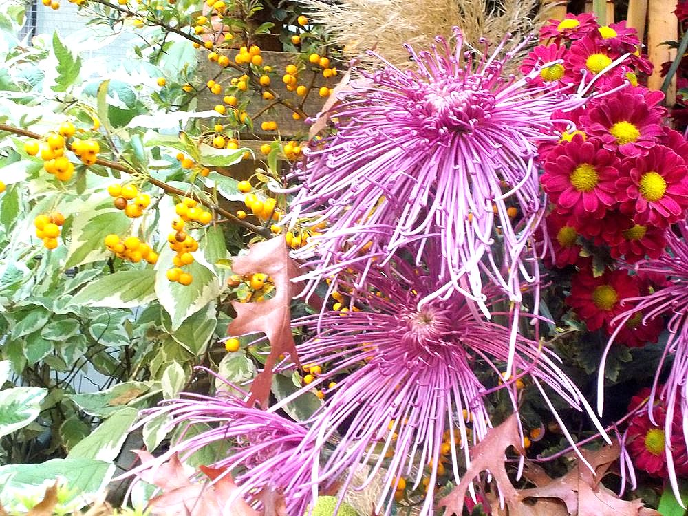 Japanische Spinnen Chrysanthemen in lila