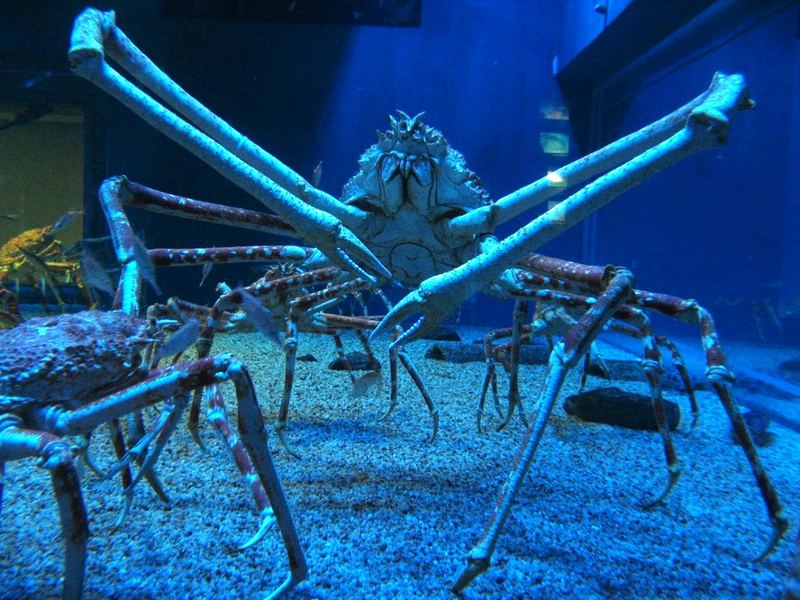 japanische Spinnenkrabbe im Kaiyukan Aquarium in Osaka