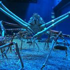 japanische Spinnenkrabbe im Kaiyukan Aquarium in Osaka
