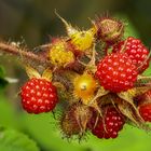 Japanische Weinbeeren 1