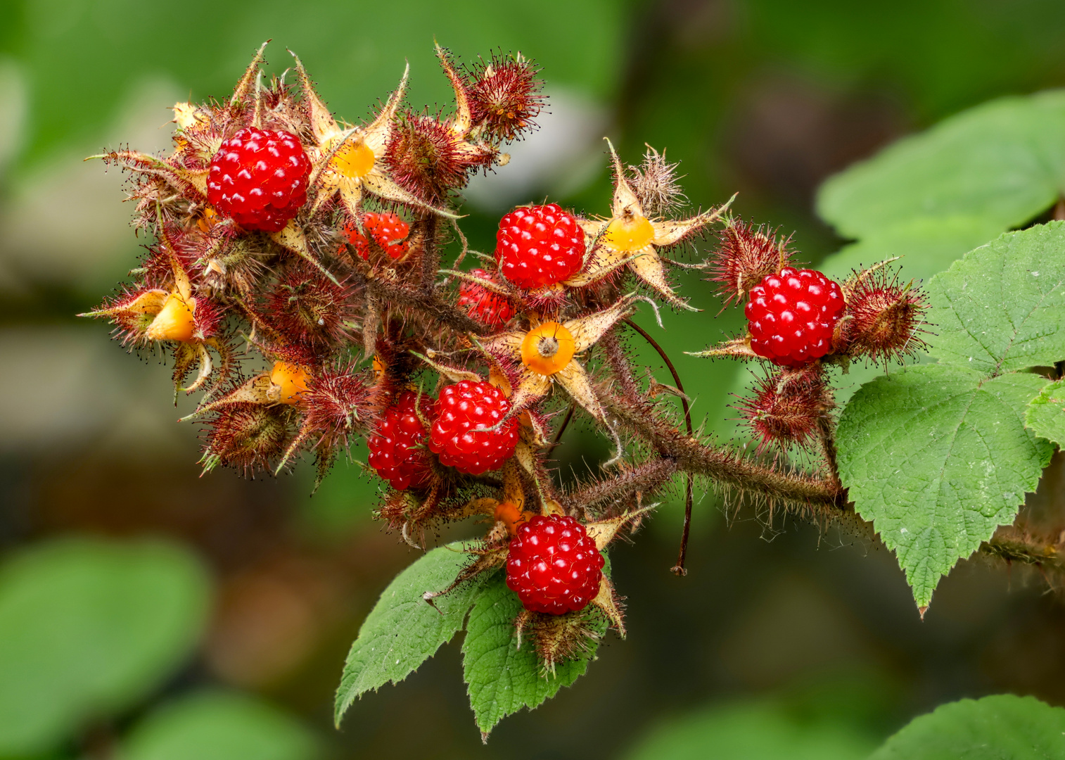 Japanische Weinbeeren 2