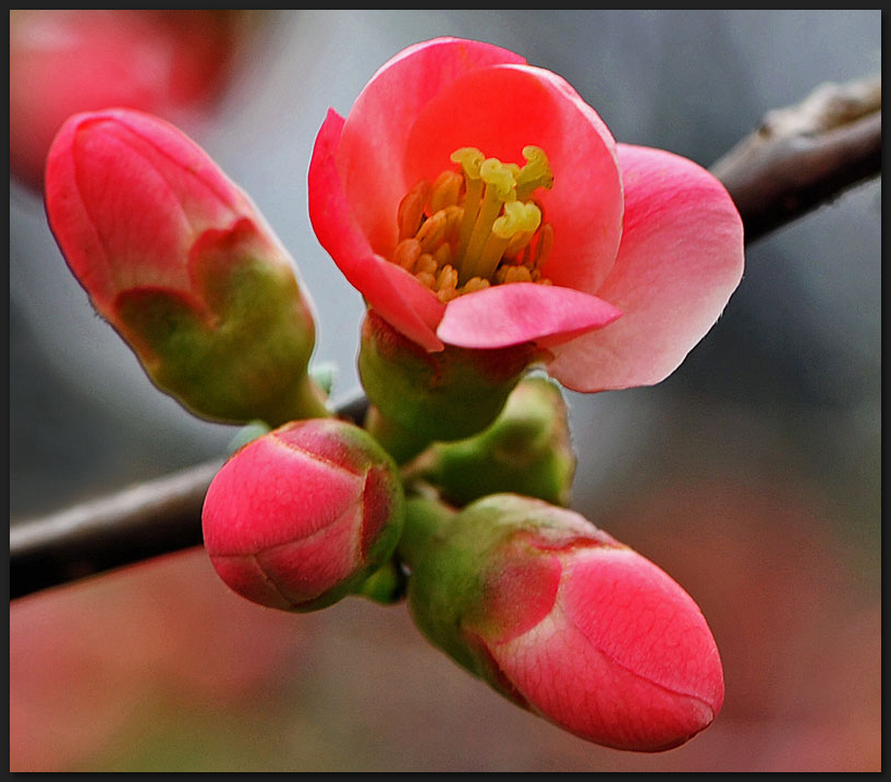 Japanische Wildapfelblüte