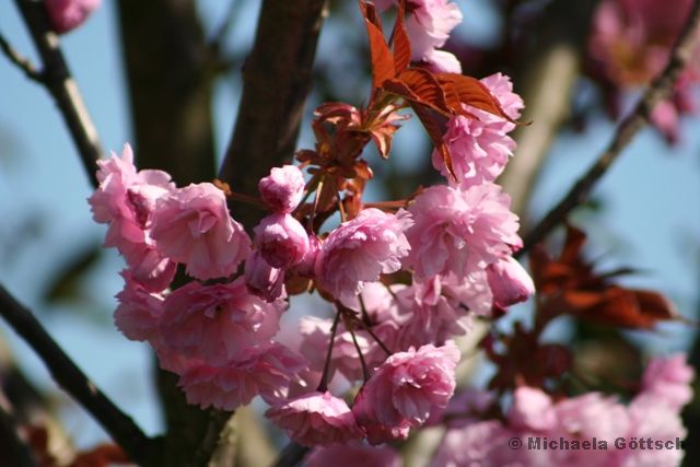 Japanische Wildkirsche