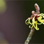 Japanische Zaubernuss (Hamamelis japonica)