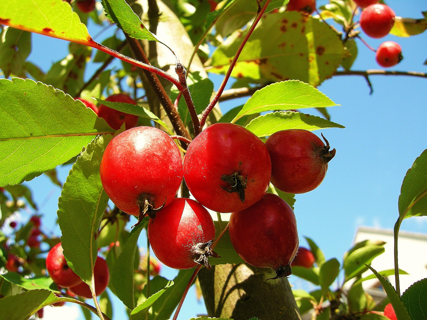 Japanische Zieräpfel