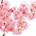 Japanische Zierkirschbaumblüten
