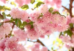 Japanische Zierkirschblüte