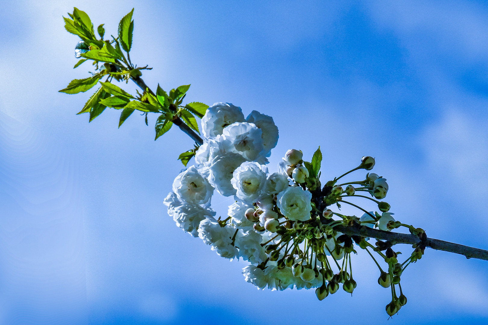 Japanische Zierkirschblüte