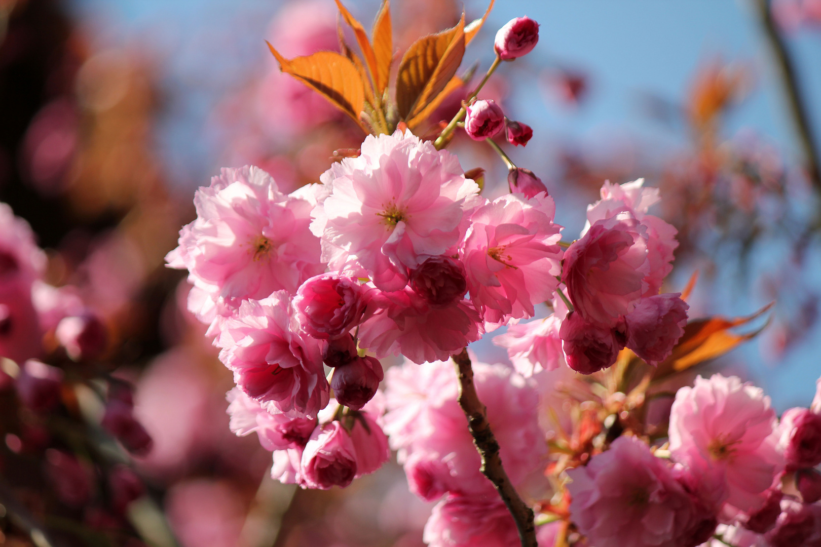 Japanische Zierkirsche