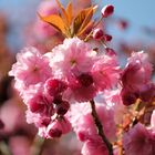 Japanische Zierkirsche