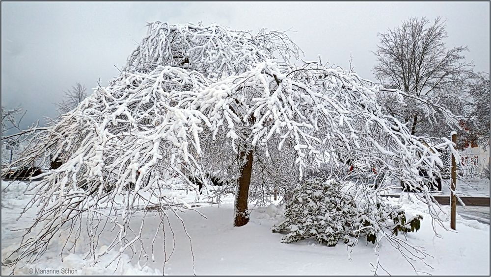 Japanische Zierkirsche... Foto & Bild winter, schnee, baum Bilder auf