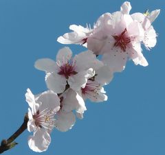 japanische Zierkirsche