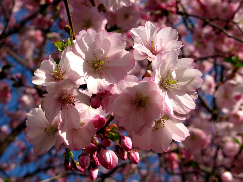 Japanische Zierkirsche (Blütenmakro) - Ostern 2009