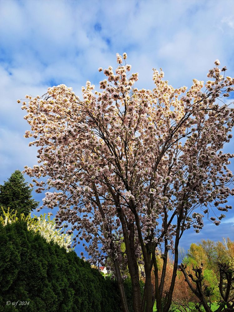 Japanische Zierkirsche