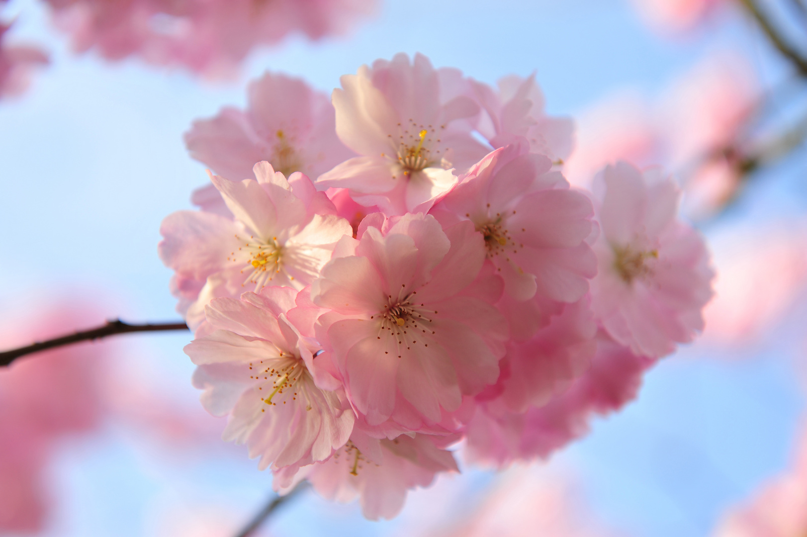 Japanische Zierkirsche im Frühling