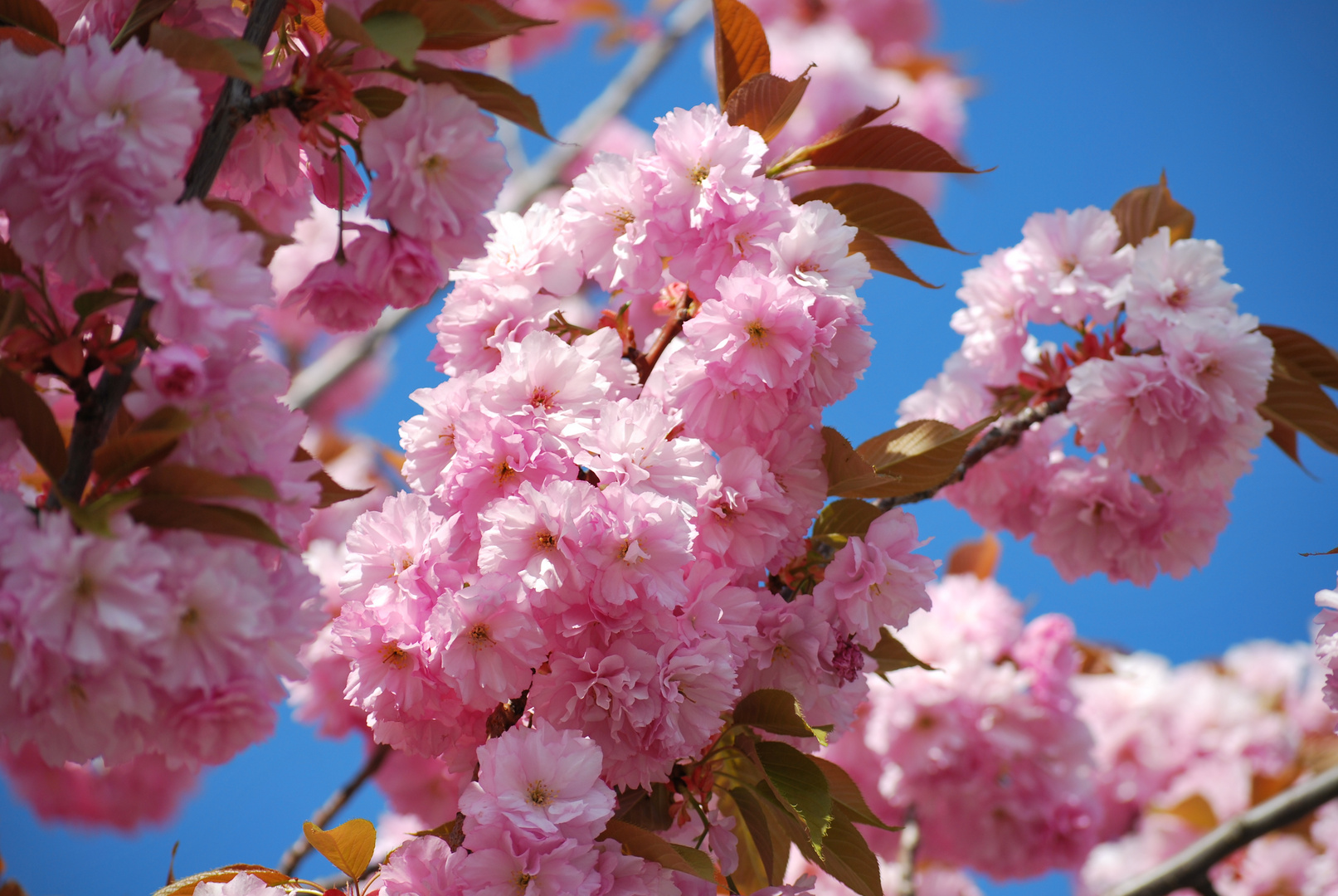 Japanische Zierkirsche in der Blüte