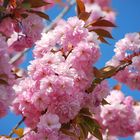 Japanische Zierkirsche in der Blüte