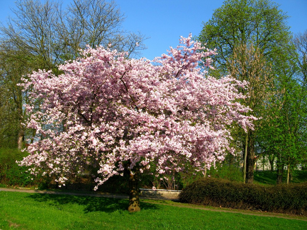 Japanische Zierkirsche in voller Blüte - Ostern 2009