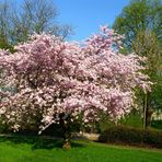 Japanische Zierkirsche in voller Blüte - Ostern 2009