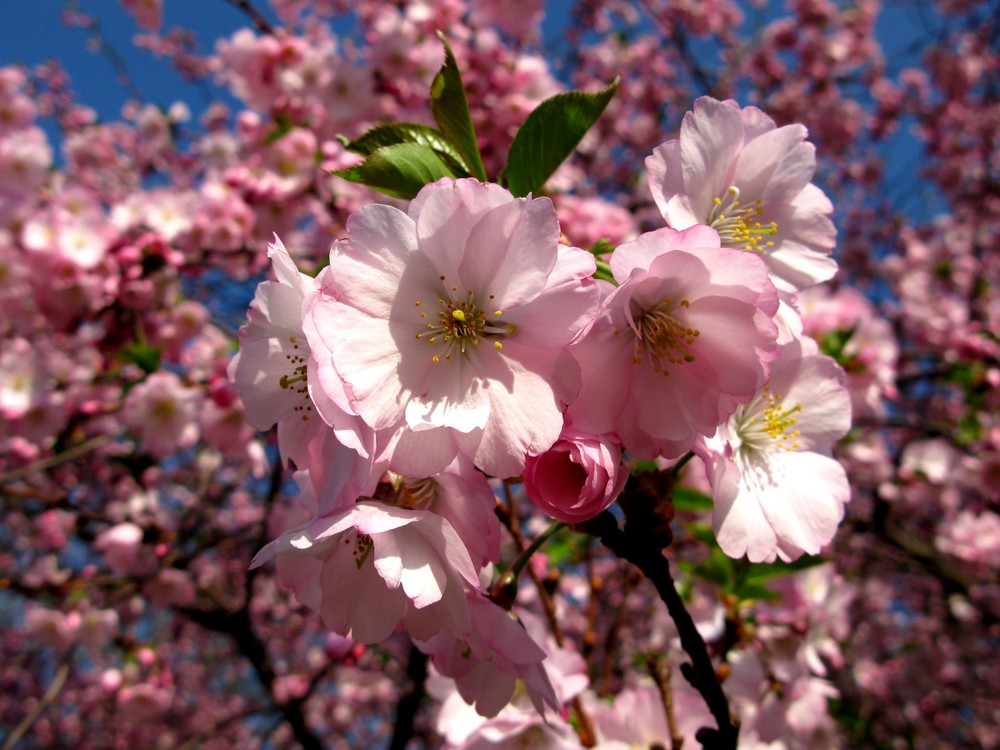 Japanische Zierkirsche (Makro - 2) - Karfreitag, 10. April 2009