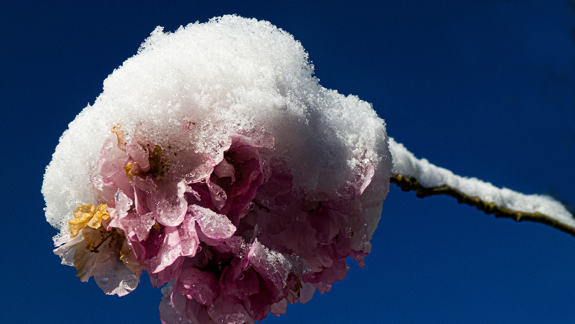 Japanische Zierkirsche mit Neuschnee 