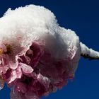 Japanische Zierkirsche mit Neuschnee 