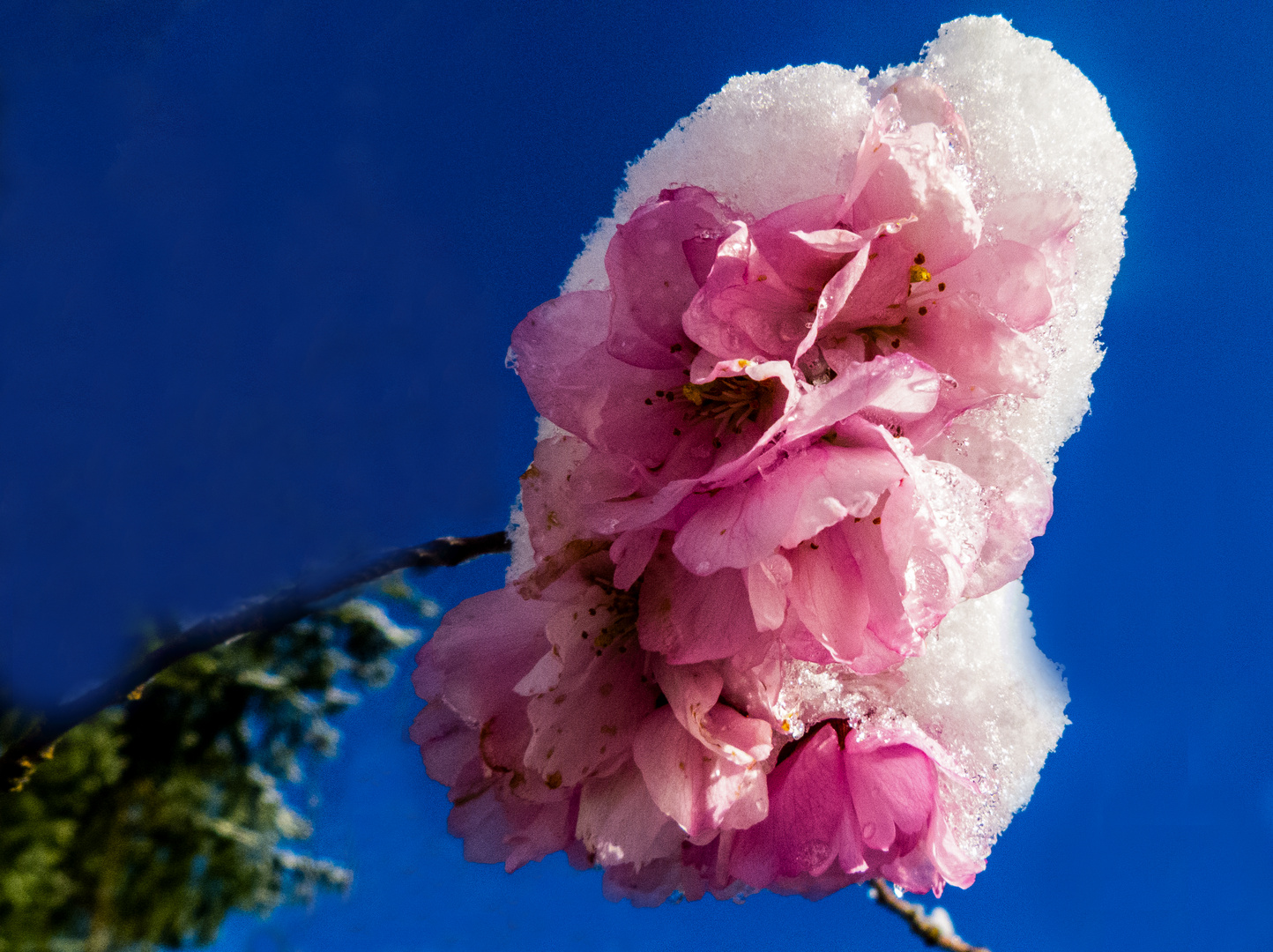 Japanische Zierkirsche mit Neuschnee