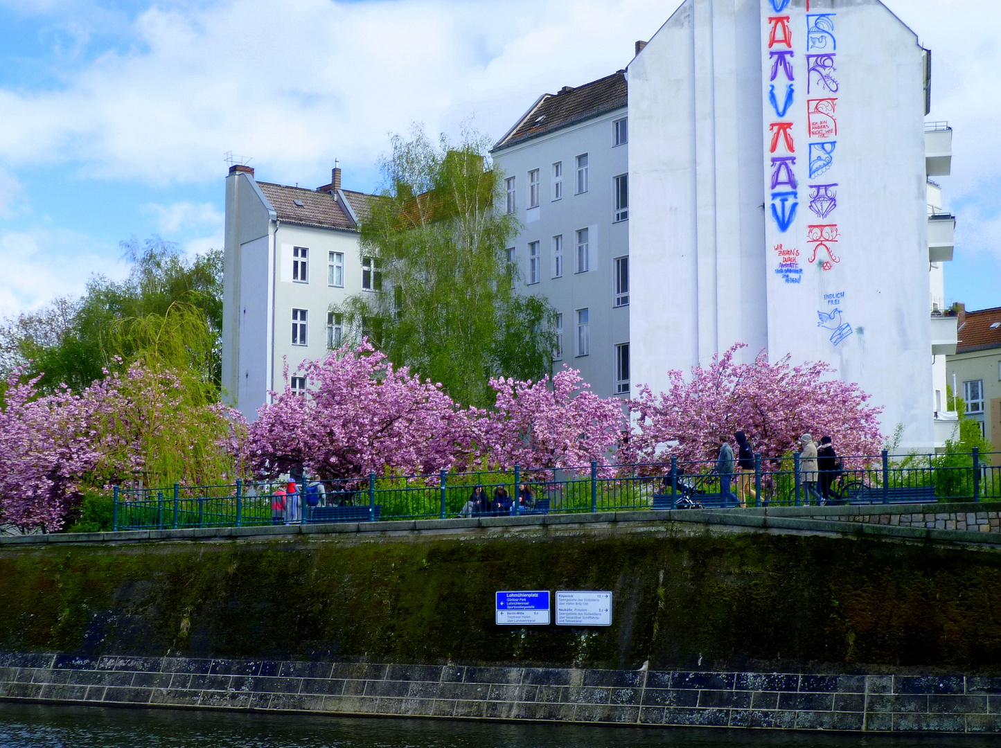 japanische zierkirschen auch hier...