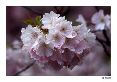 Japanische Zierkirschen Blüten.......