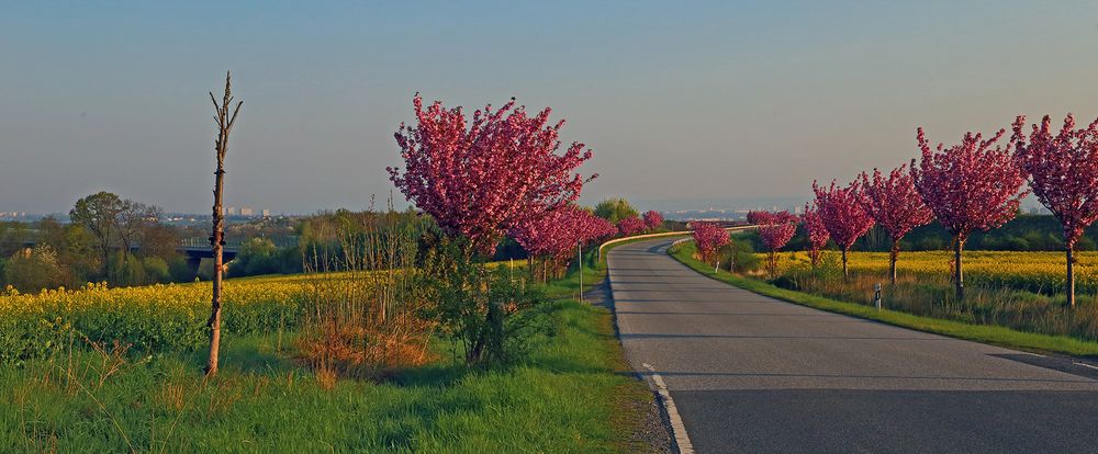 Japanische Zierkirschen mit dem Blick ins Elbtal nach Dresden