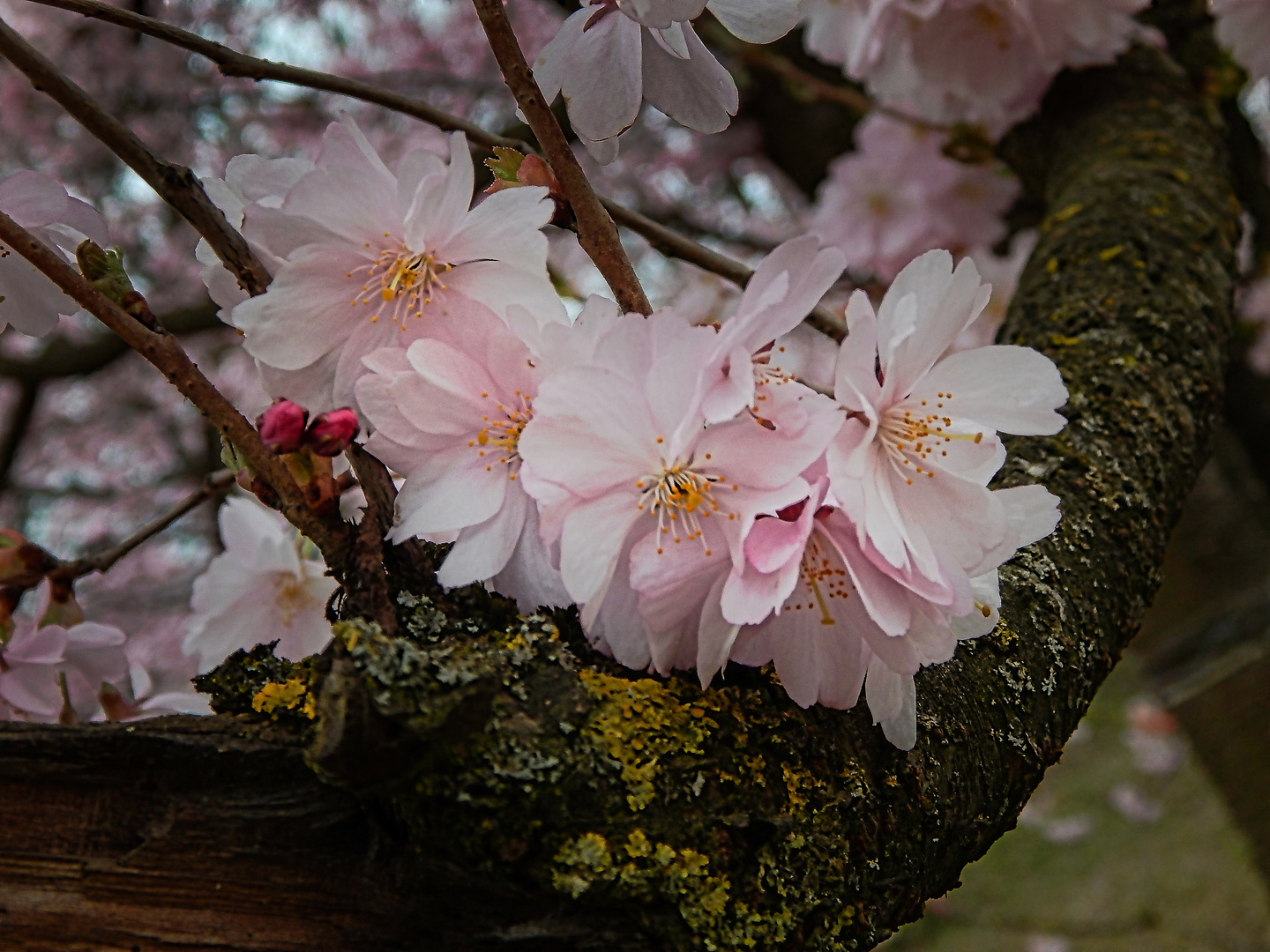 Japanische Zierkirschenblüten