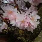 Japanische Zierkirschenblüten