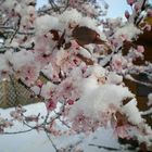 Japanische Zierpflaume im Schnee