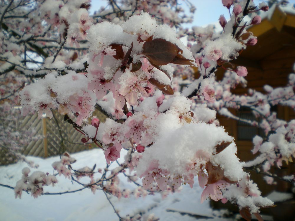 Japanische Zierpflaume im Schnee
