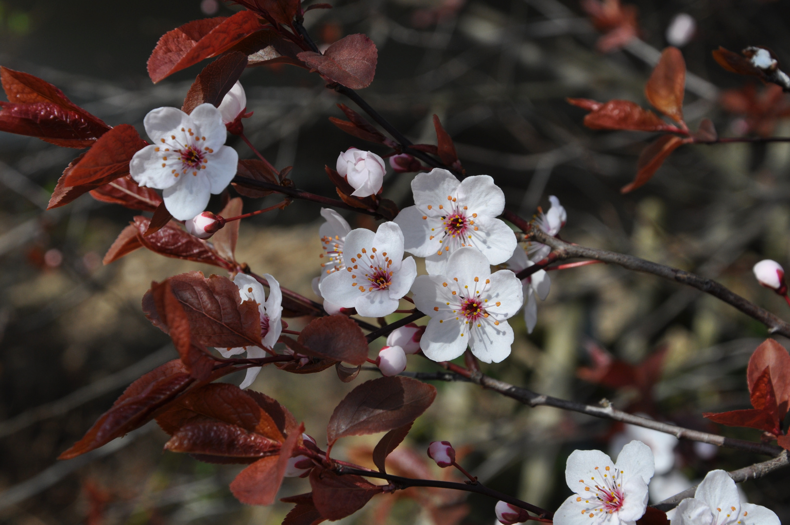 Japanische-Zierpflaumen.....,