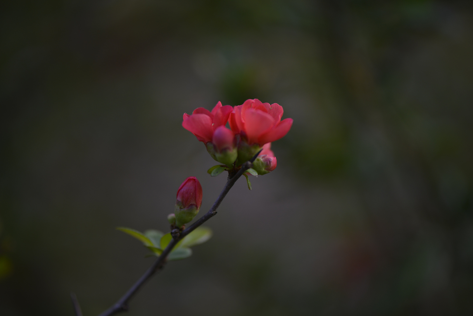 JAPANISCHE ZIERQUITTE, BOTANISCHER GARTEN BERLIN