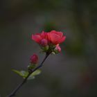 JAPANISCHE ZIERQUITTE, BOTANISCHER GARTEN BERLIN