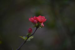 JAPANISCHE ZIERQUITTE, BOTANISCHER GARTEN BERLIN